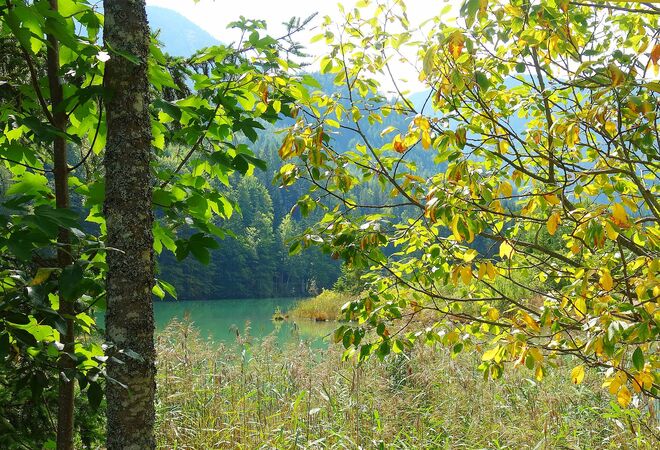 . . . Septemberblätterspiel und Schilfgeraschel
