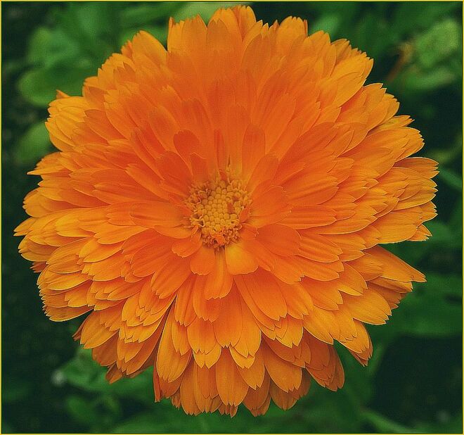 . . .  sie verschenkt ihr Leuchten