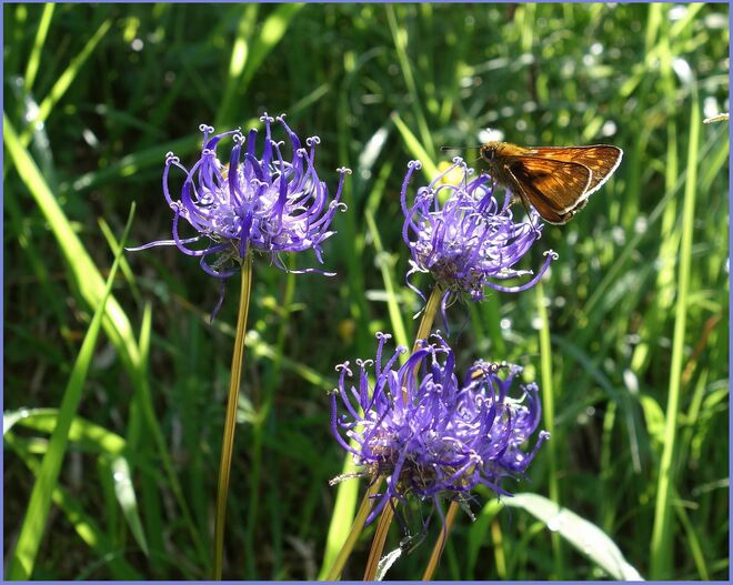 . . . Blaue Teufelskralle . . .