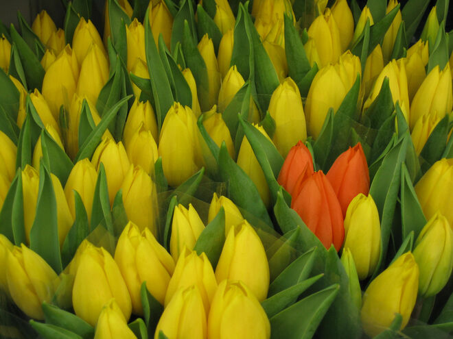 Blüte am Stamm