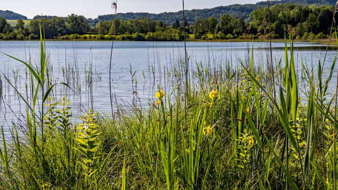 Botanik am Grabensee