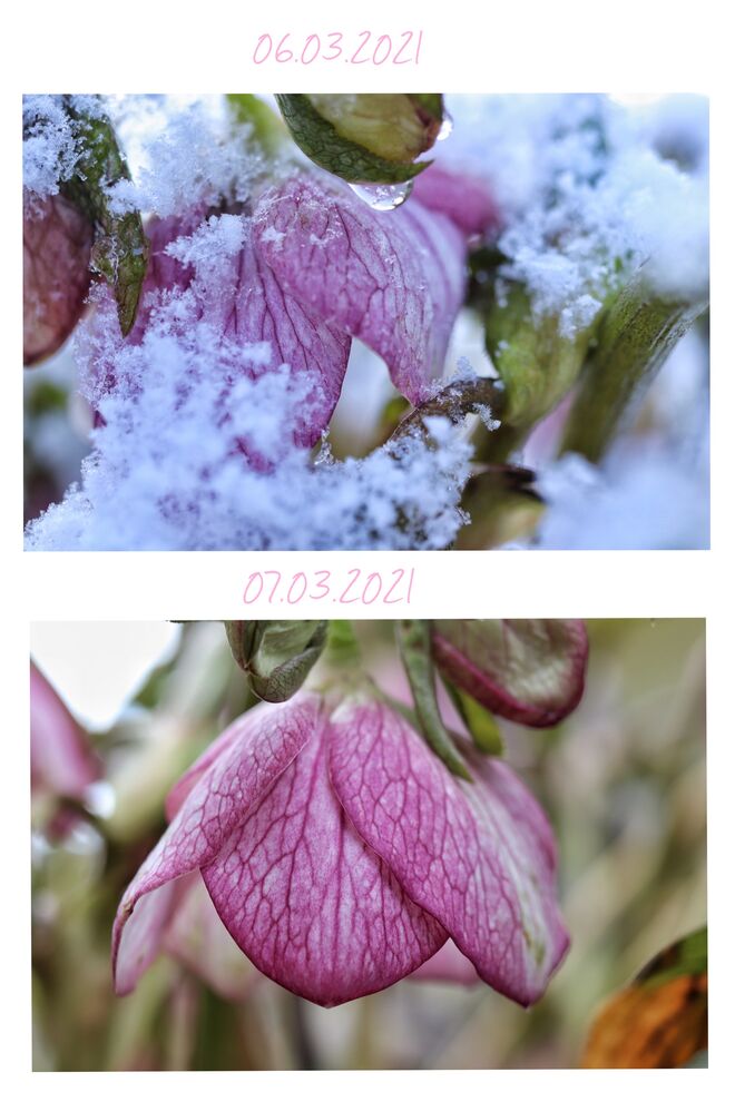 Schneerose gestern und heute