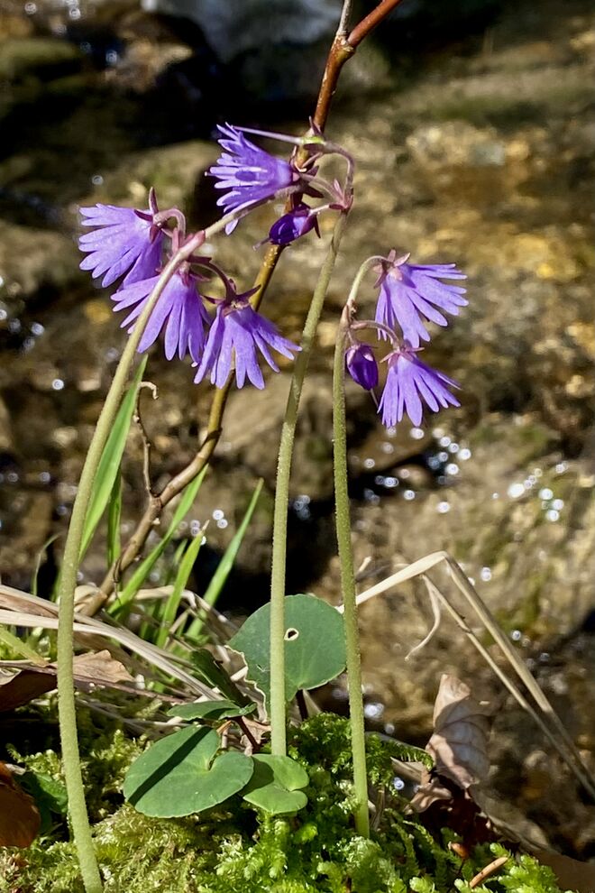 Waldsoldanelle