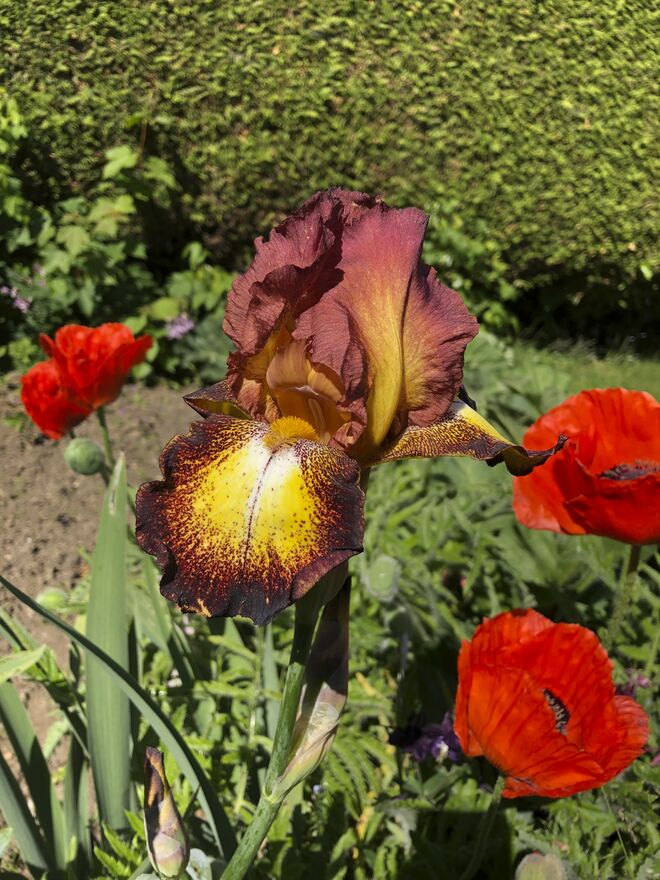 Lange hat es gedauert, bis diese Iris ihre Blüte öffnet.