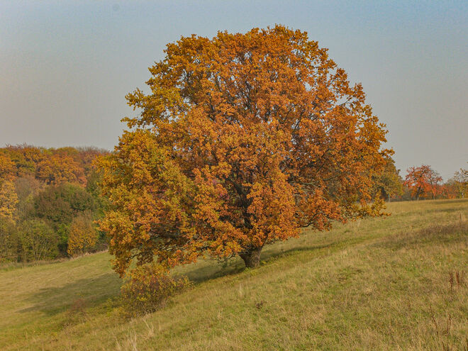 Herbsteiche - noch prächtig