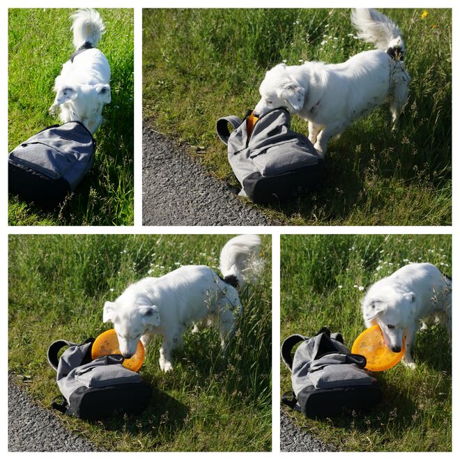 Na, da muss ich heute die Frisbee-Scheibe selbst aus dem Rucksack holen .....