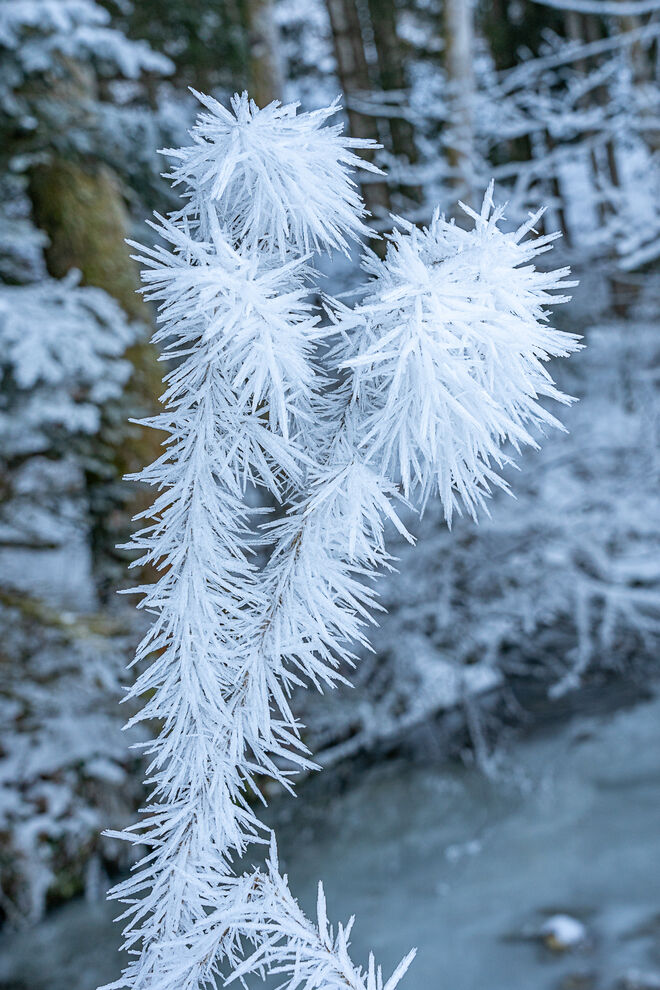 Eisblumen