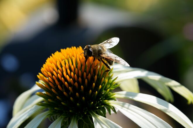 Wunderwelt der Natur