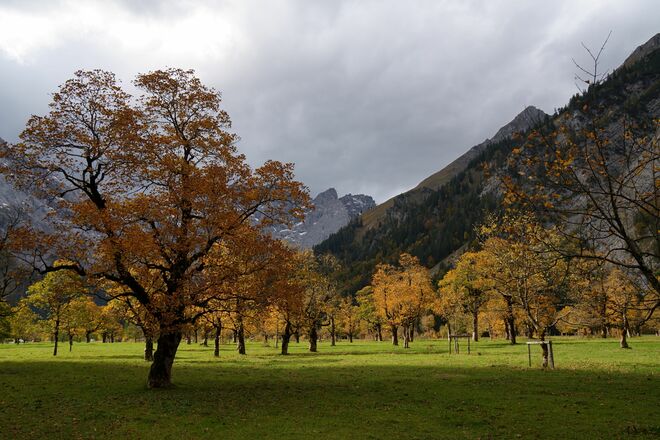 Ahornbäume im schönen Licht