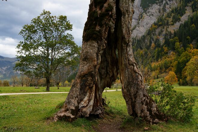 Ahornbaum mit Durchblick