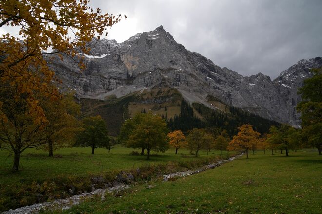 Über 2000 Ahornbäume gibt es in diesem Tiroler Naturschutzgebiet