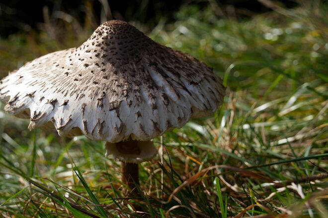 Parasol (dieses Prachtexemplar kam nicht in die Pfanne).