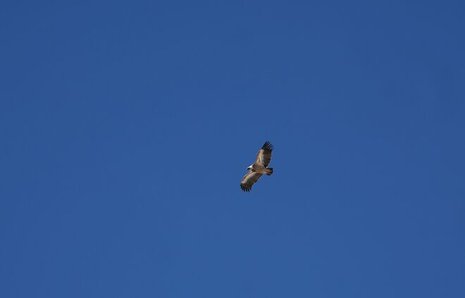 Gänsegeier (Gyps fulvus) oder auch „Weißkopfgeier" genannt