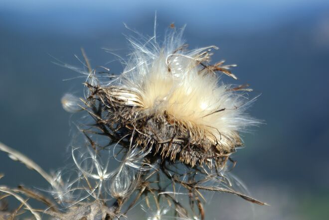 Herbst samtweich