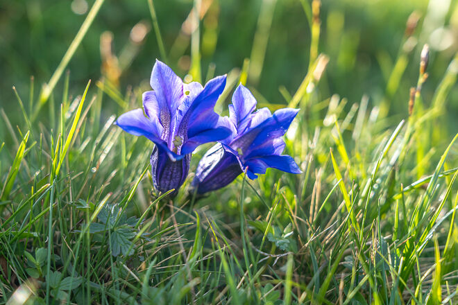 Blau blüht der Enzian