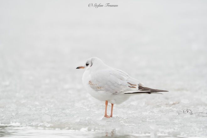 Lachmöwe