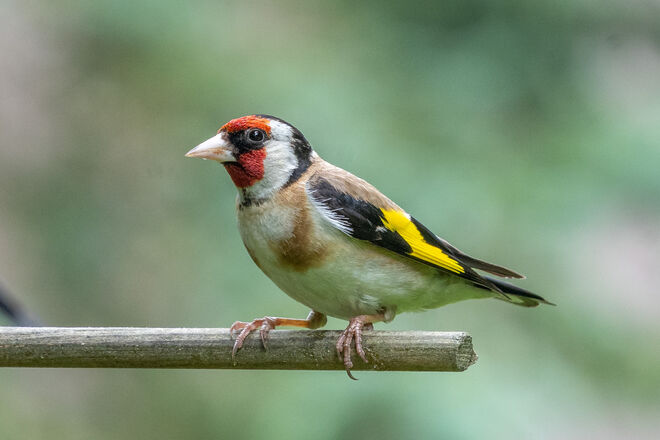 Bunter Vogel