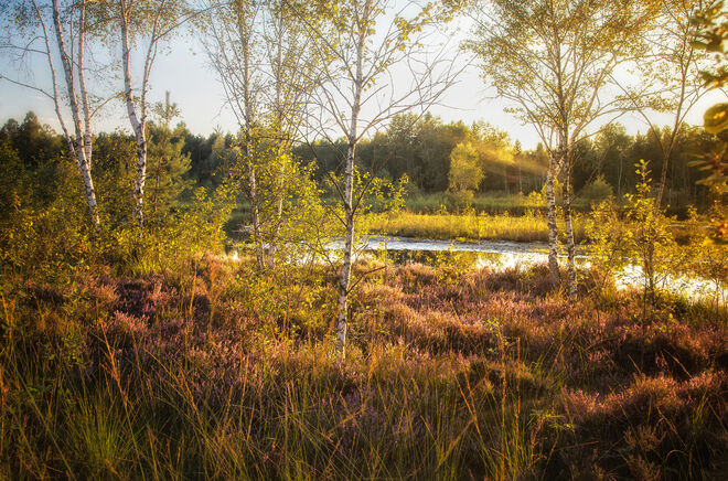 Sommerabend