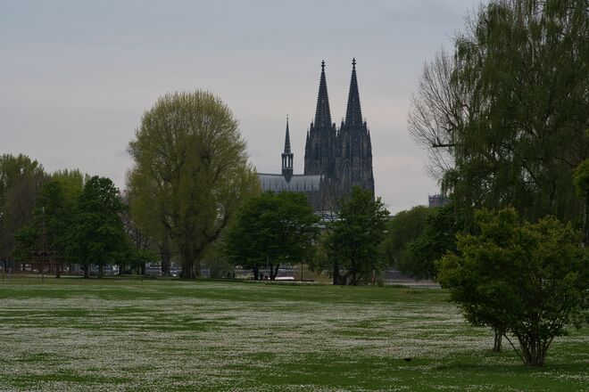 Rheinpark mit Blick auf den Kölner Dom
