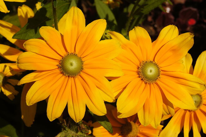 Herrlich sonnige Blüten