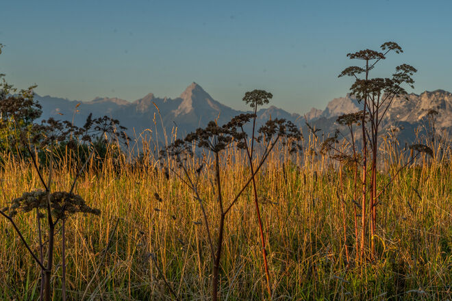 Safarifoto vom Watzmann