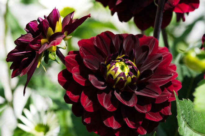 Dahlien im Sonnenlicht...