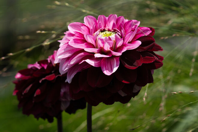 Dahlien im Wind...
