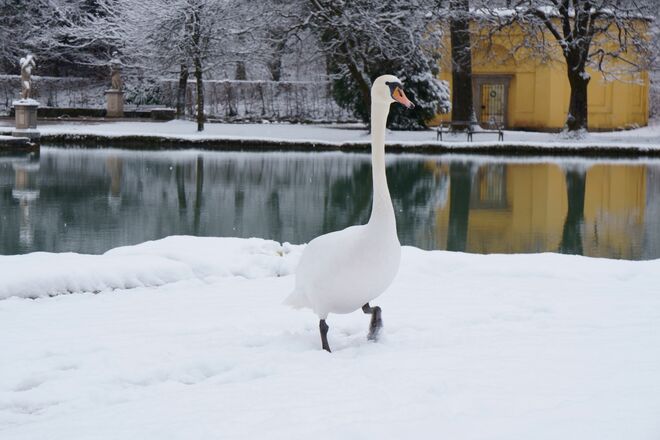 Stolz präsentiert sich mir dieser Schwan