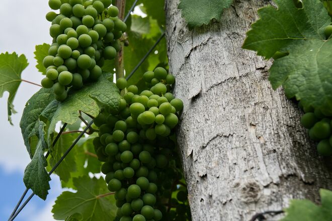Dem Wein beim wandern auf der Spur