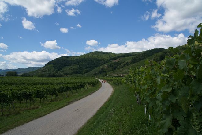 Radeln in den Weinbergen