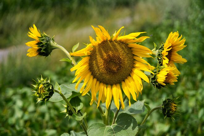 Sonnenblume