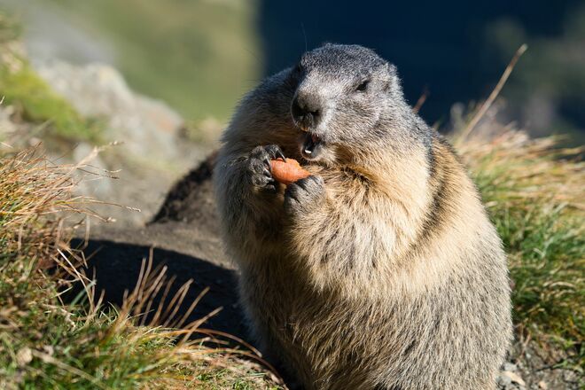 Oh, mir schmeckts...