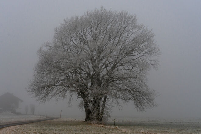 Standhaft im Nebel