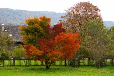 An diesem Baum kann man nicht einfach vorbei gehen...