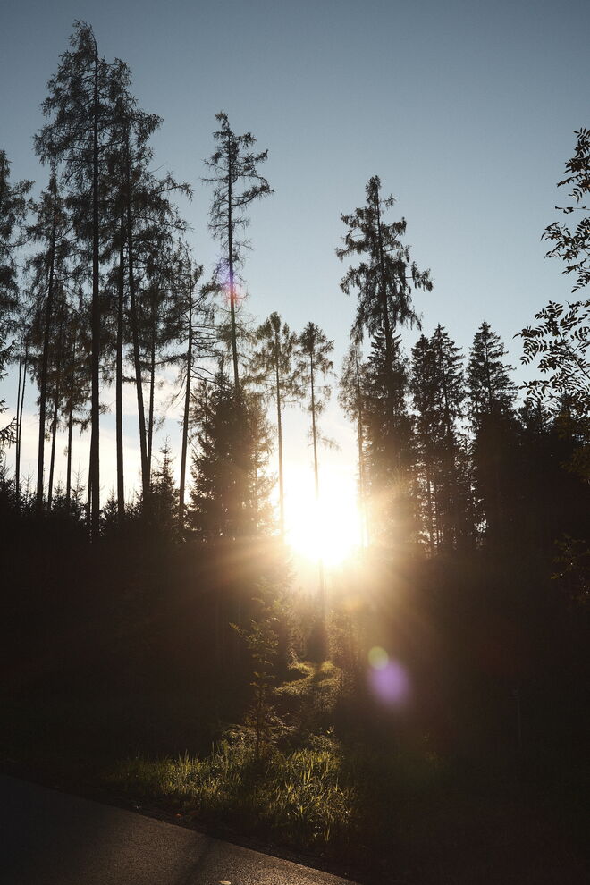 Lichtpfad im Schattenwald