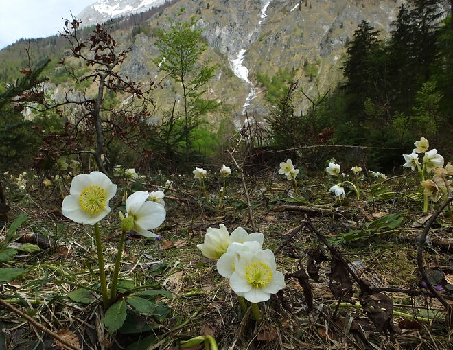 Schneerosenblüte im hinteren Bluntautal