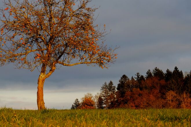 Winteräpfel in der Abendsonne