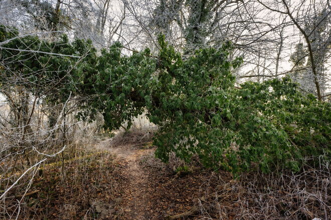 Oichtenspitz