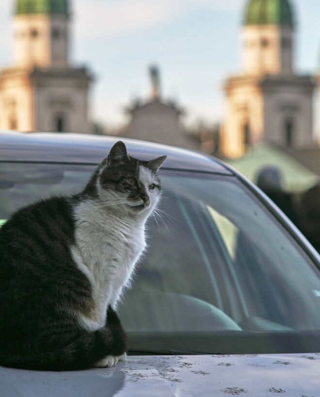 Die Katze auf der warmen Kühlerhaube ; )
