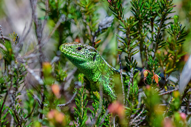Eine Zauneidechse (Lacerta aglilis) auf dem Weg zu Steinalm.
