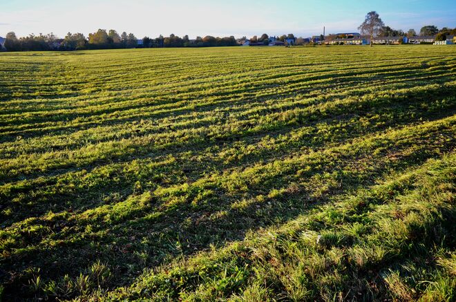 Wiese im Streiflicht...