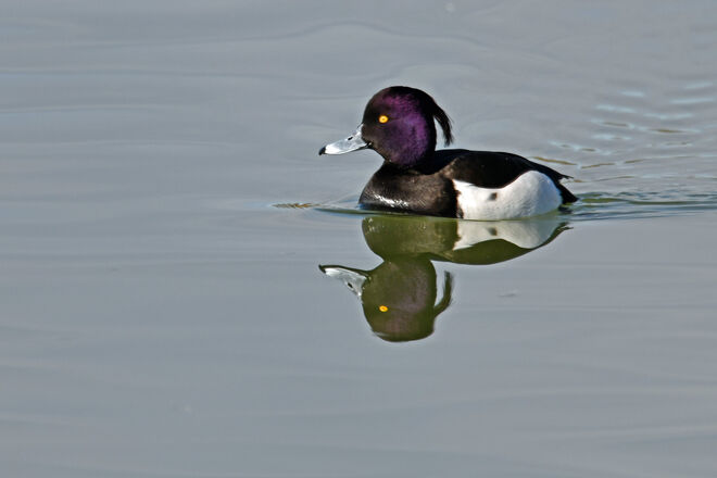 Spieglein, Spieglein ...