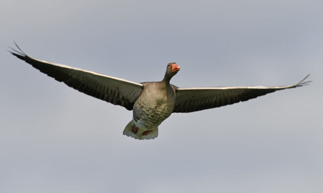 Die Überfliegerin