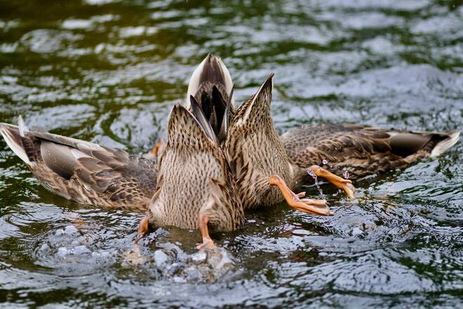 Köpfchen unters Wasser 2