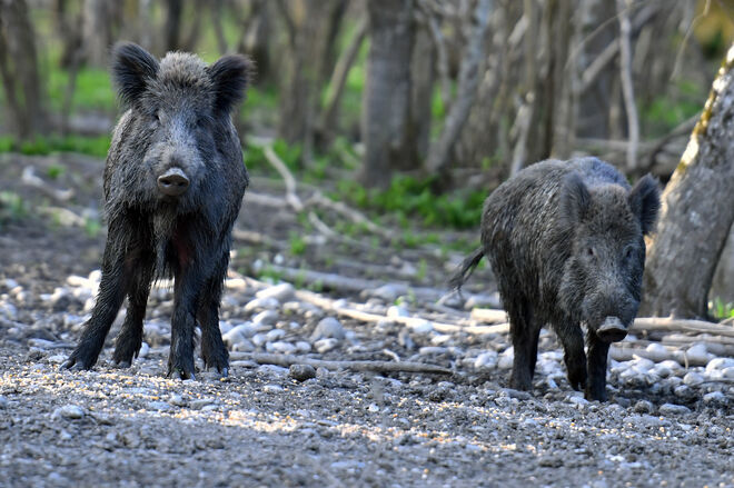 Du, ich rieche Angstschweiß!