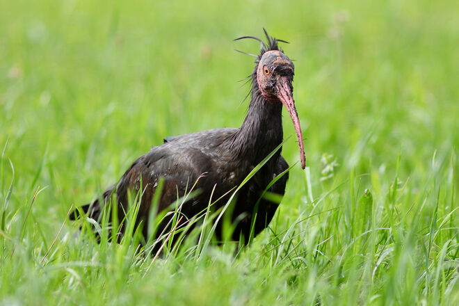 Waldrappe auf Futtersuche ...