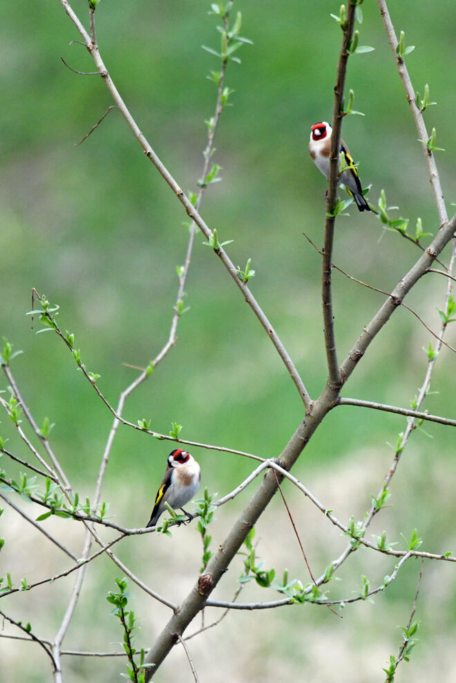 Fliegende Paletten des Frühlings
