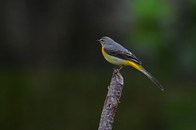 Die nicht nur im Gebirge stelzt