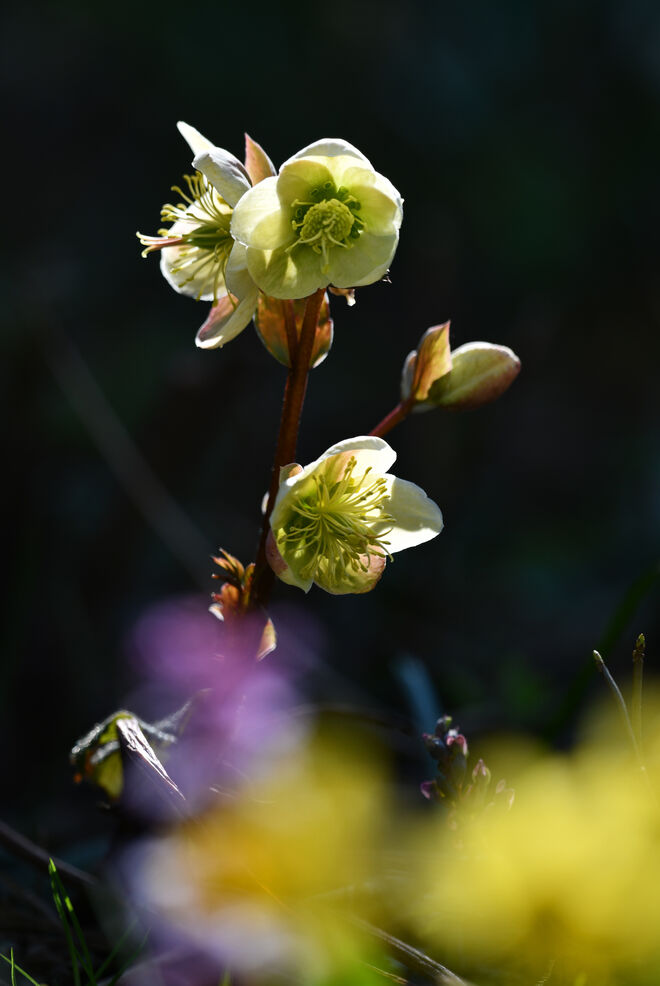 Schneerose mit Frühlingsgefühlen