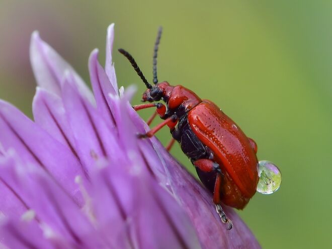 Lilienhähnchen mit Wassertropfen